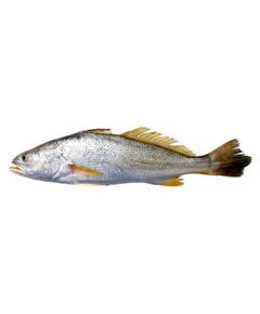 Peixe Corvina