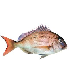 Peixe Pargo