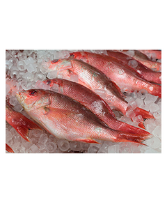 Peixe Cachucho - Caixa