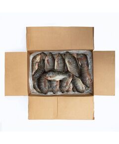 Peixe tilápia – Caixa 10 Kg