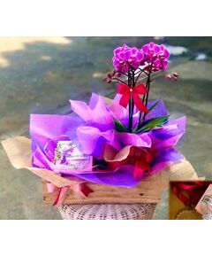 Caixote Miminho c/ Caixa personalizada