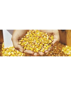 Semente de Milho Amarelo