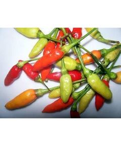 Gindungo Orgânico -100g