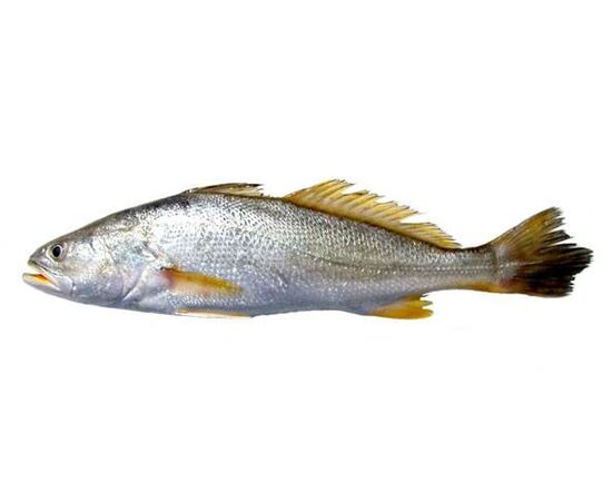 Peixe Corvina