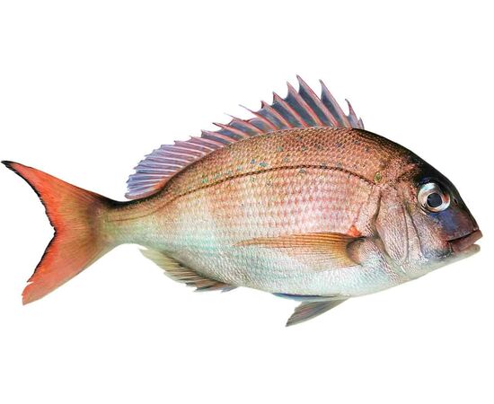 Peixe Pargo