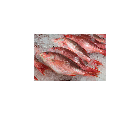 Peixe Cachucho - Caixa