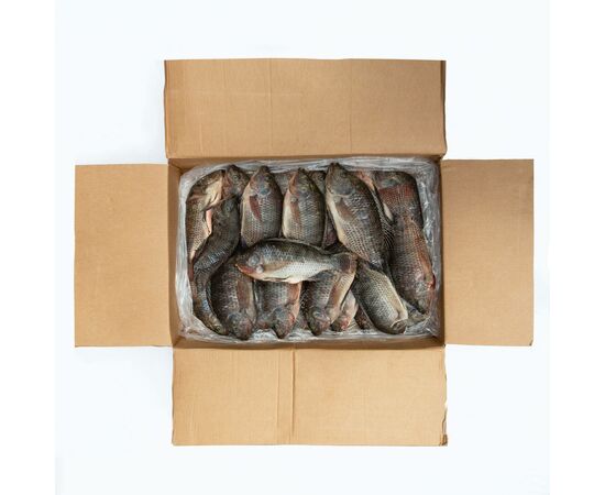 Peixe tilápia – Caixa 10 Kg